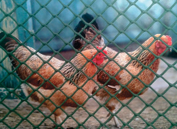 Plastic poultry mesh