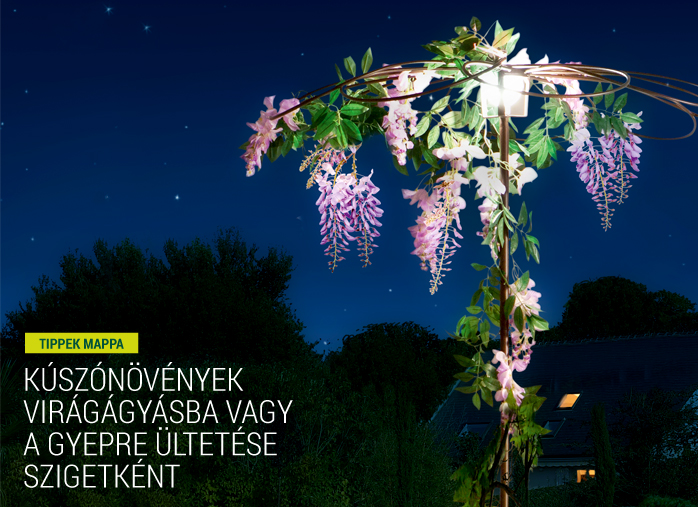 Kúszónövények virágágyásba vagy a gyepre ültetése szigetként