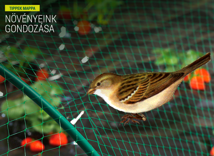 Növényeink gondozása