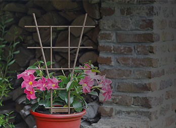 Plant ladder made of natural materials