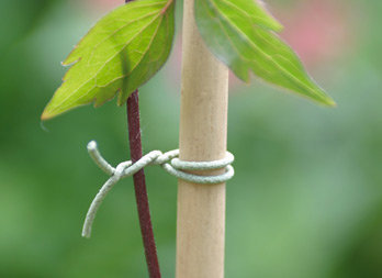 Binding for fixing running plants