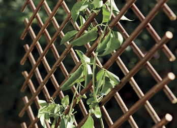 Extensible wicker trellis